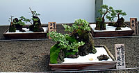 Bonsai-styled Chrysanthemums